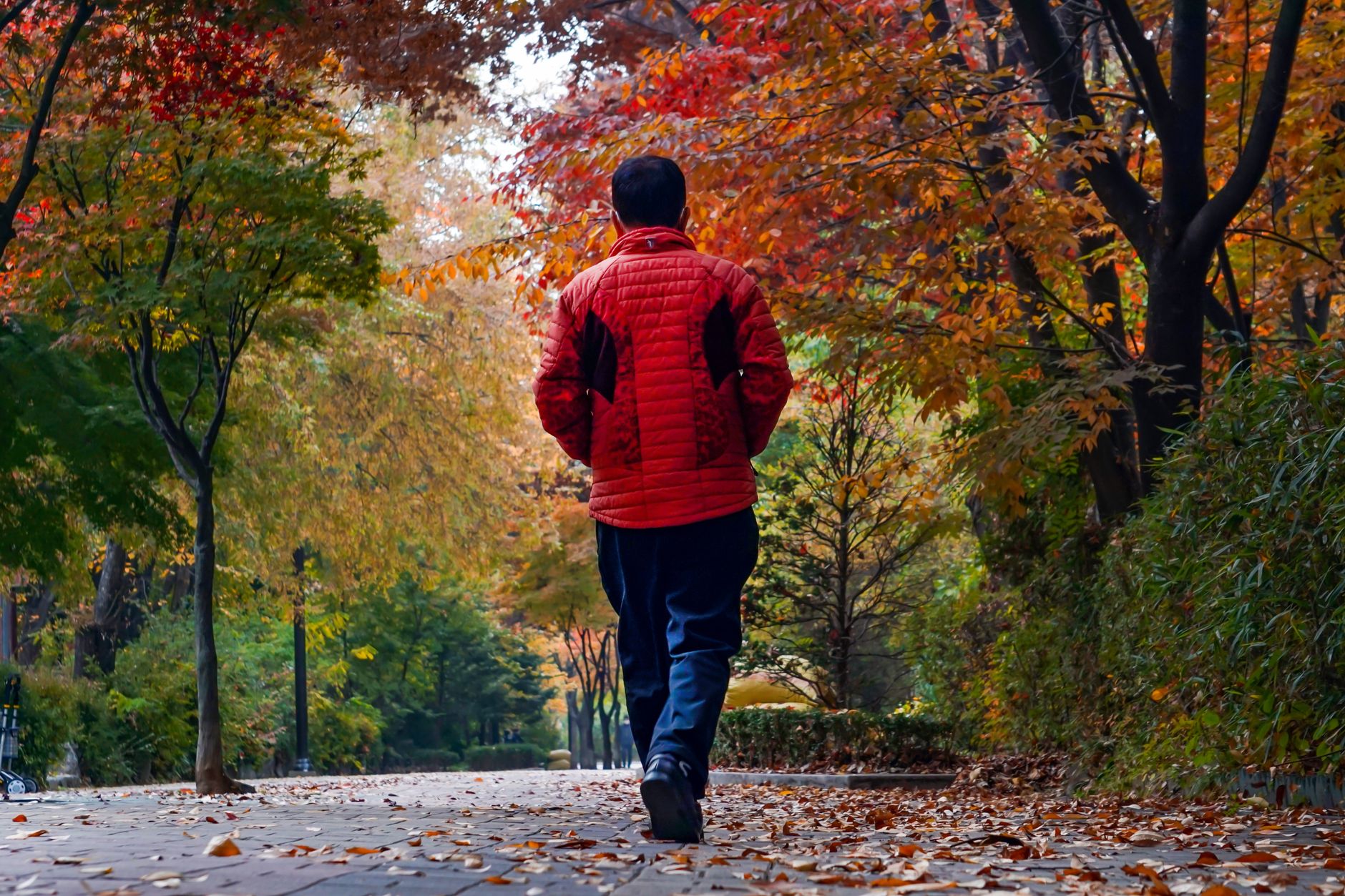 A man in a red jacket walks down a scenic autumn pathway surrounded by vibrant fall leaves.