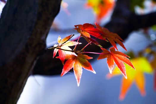 Close-up of red and orange maple leaves in autumn against a blurred background.