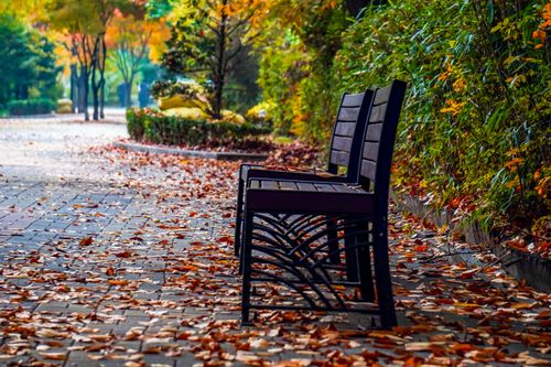 Free Empty benches along a leaf-covered park pathway in vibrant autumn scenery. Stock Photo