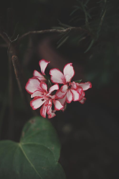 Kostenloses Stock Foto zu blatt, blumen, blumenphotographie