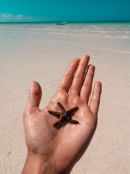 A close-up of a starfish resting on a hand with a sandy Mexican beach in the background.