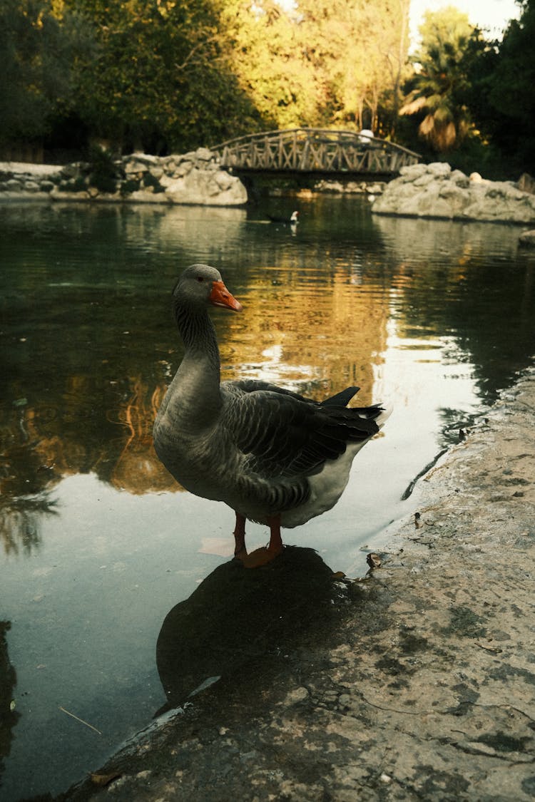 Bird In Lake In Park