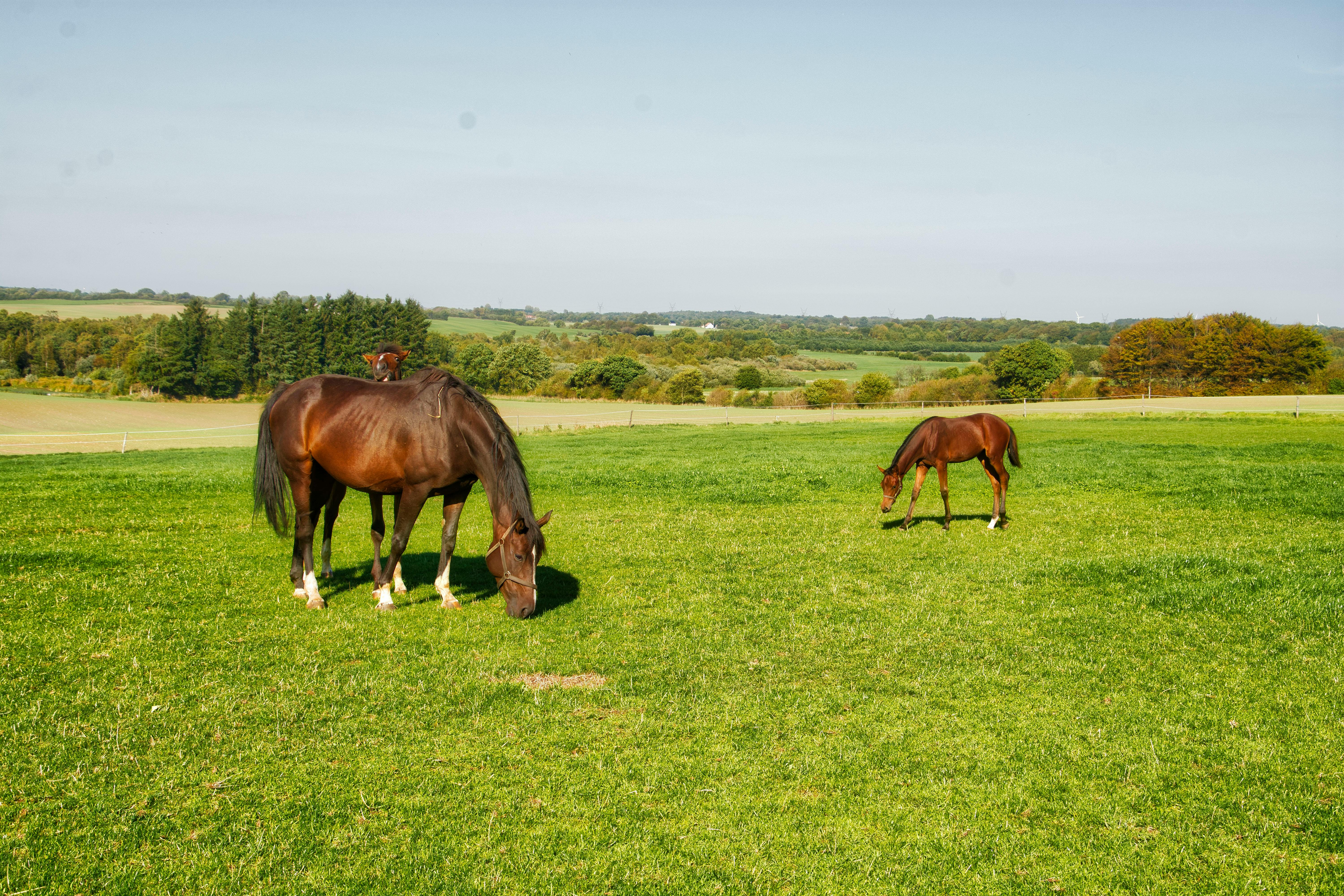 Free stock photo of fiel, horses, landscape