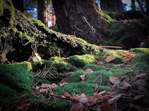 คลังภาพถ่ายฟรี ของ ป่าฤดูใบไม้ร่วง, วอลล์เปเปอร์ป่ามืด