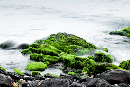 Free Sea Water Splash on Green and Black Rocks Stock Photo