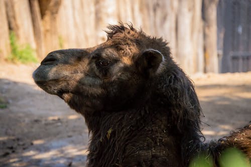 Foto profissional grátis de animal, cabeça, camelo