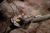 Royal Python on a Branch in a Terrarium