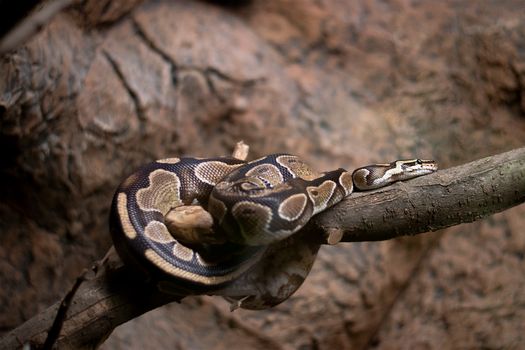 pythons photo