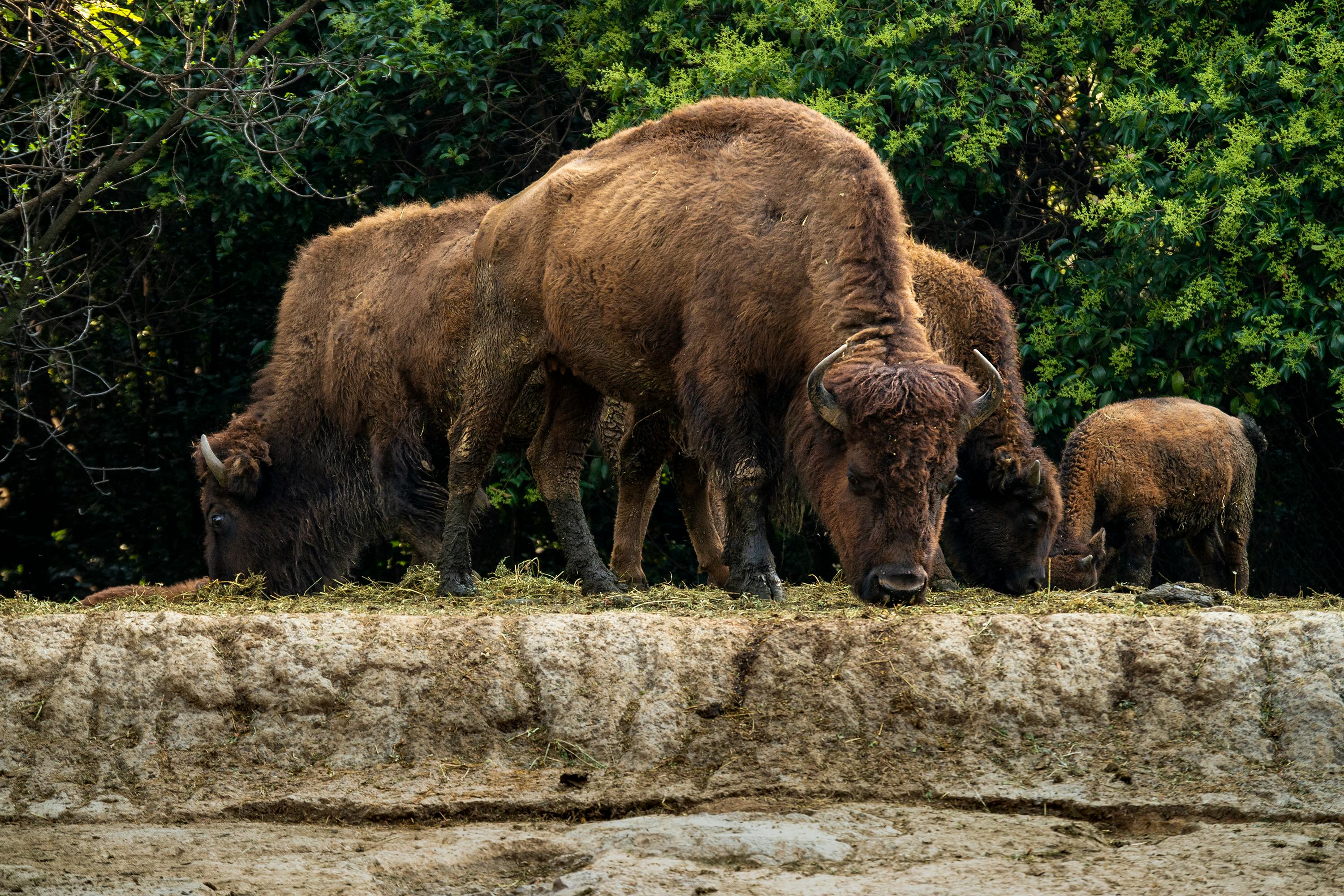 grátis Foto profissional grátis de alimentação, América do Norte, animais Foto profissional