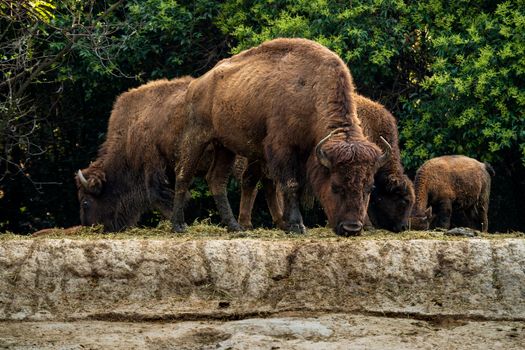 A group of American bison grazing outdoors in Ciudad de México, showcasing their majestic presence.