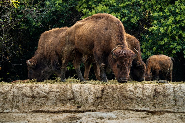 American Bison In Zoo