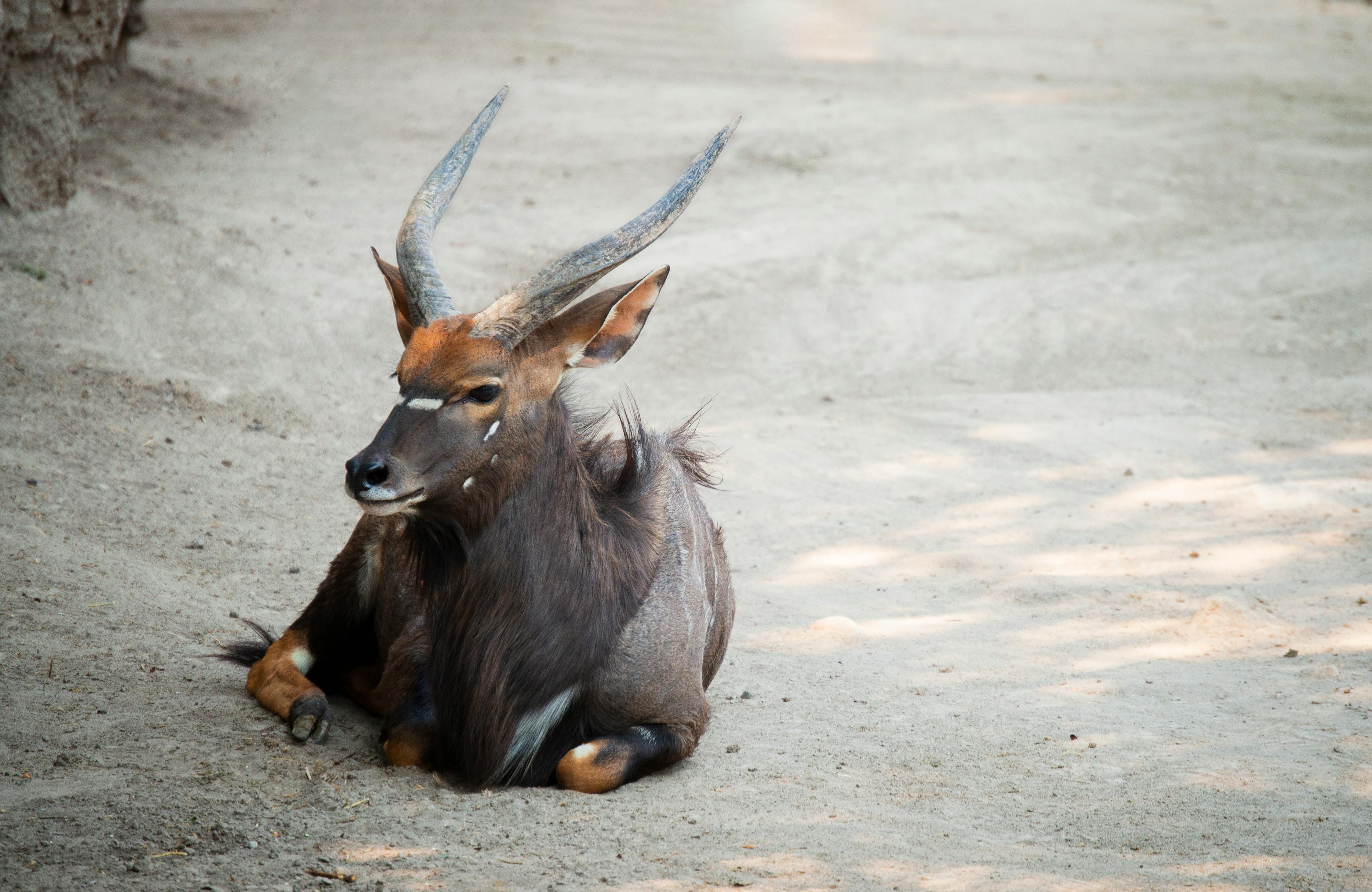 Nyala Lying Gray Sand · Free Stock Photo