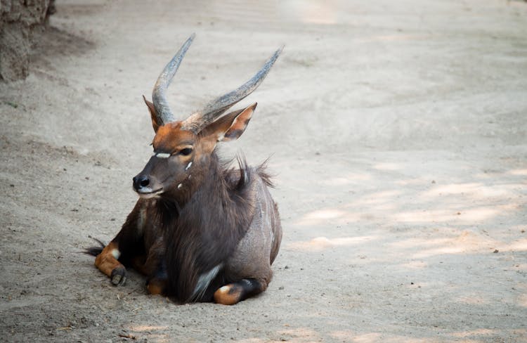 Nyala Lying Gray Sand