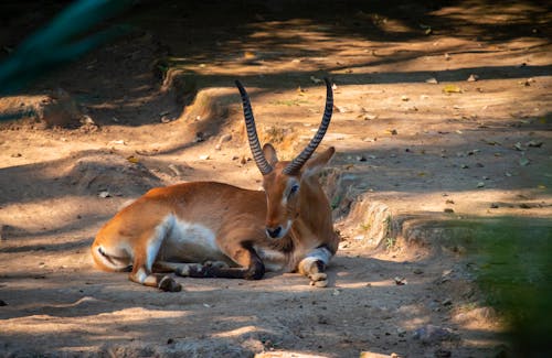 Free Waterbuck Antelope Lying in the Zoo Enclosure Stock Photo