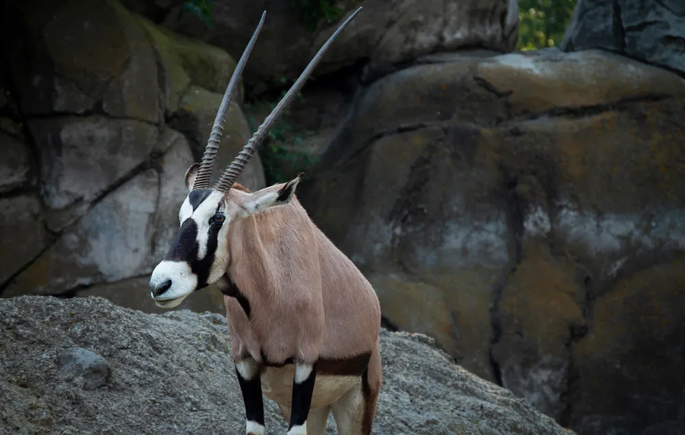 Viande de gibier (kudu, oryx) grillée.