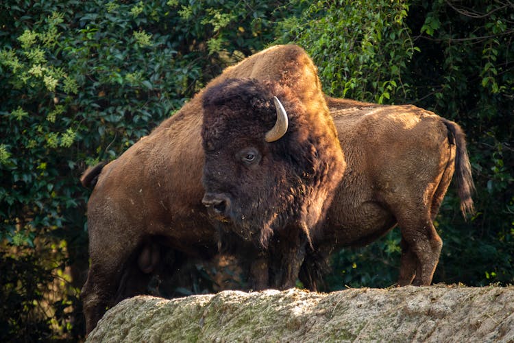 American Bison In Zoo Habitat