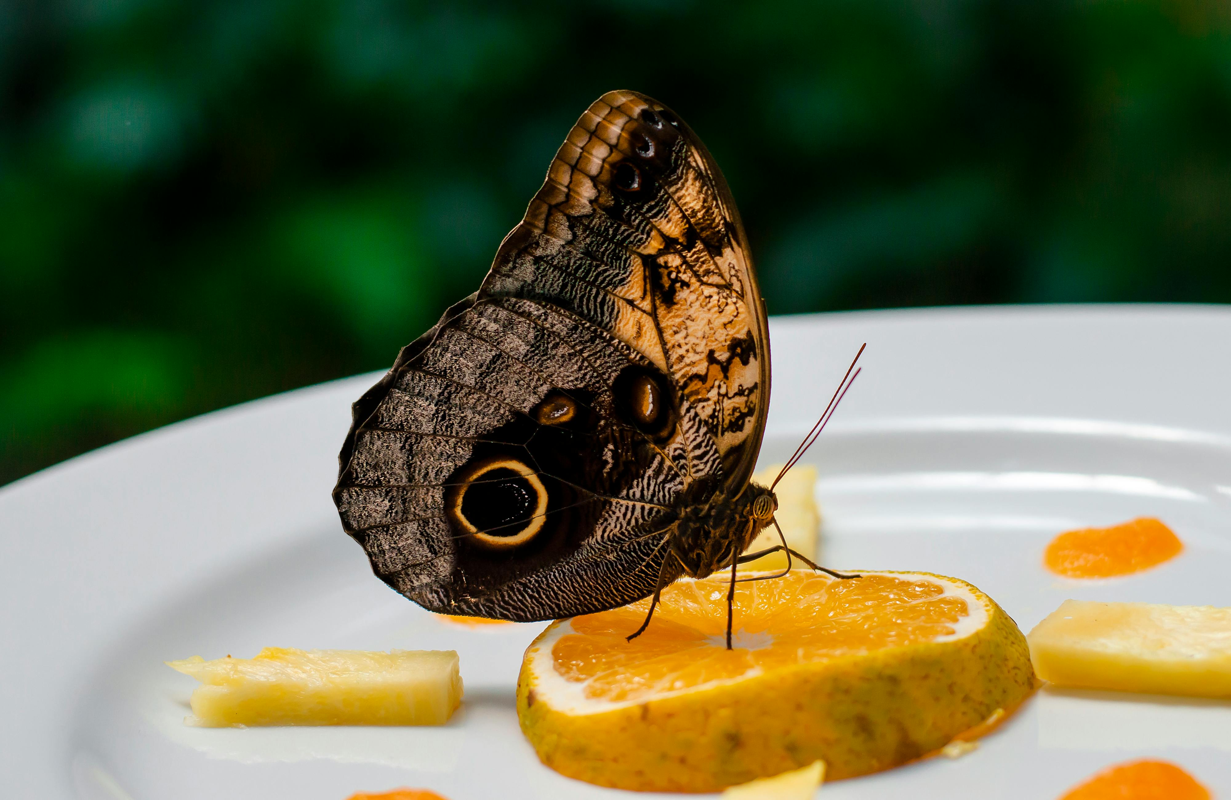 Future Insect Photos, Download Free Future Insect Stock Photos & HD Images