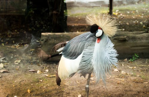 Gratis Foto stok gratis binatang, burung, fotografi binatang Foto Stok
