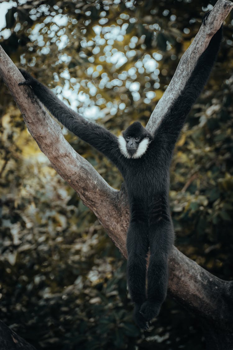 Monkey On Tree