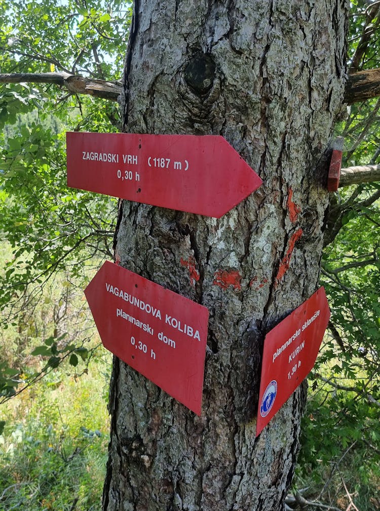 Red Directional Signs On A Tree Trunk