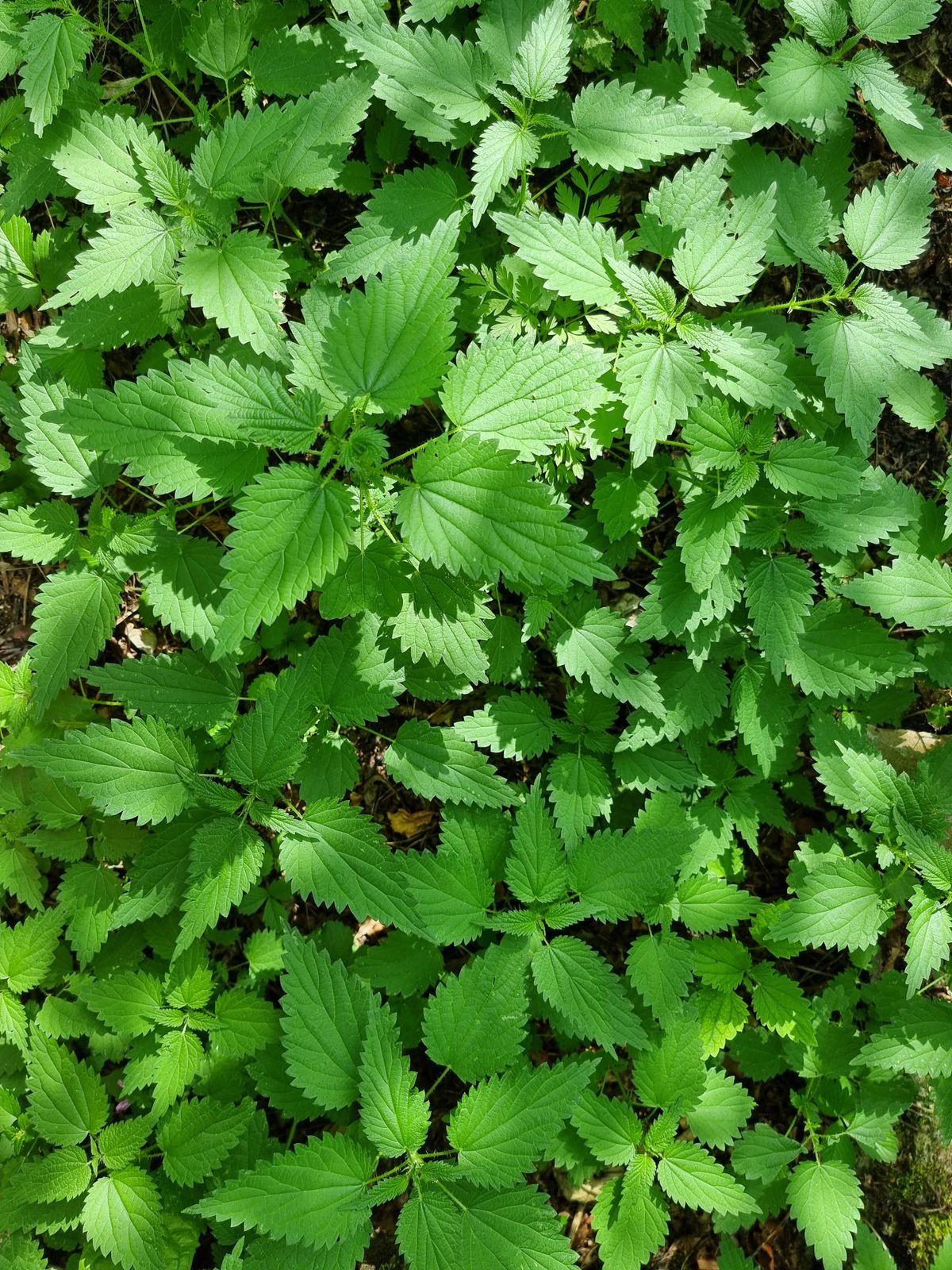 Foglie di piante officinali in primo piano