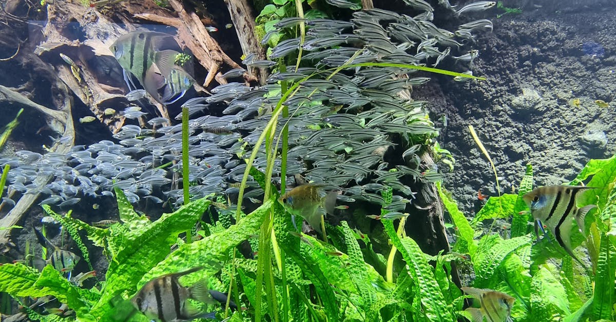 Inside the Lake Fishing Landscape: A 2025 Overview