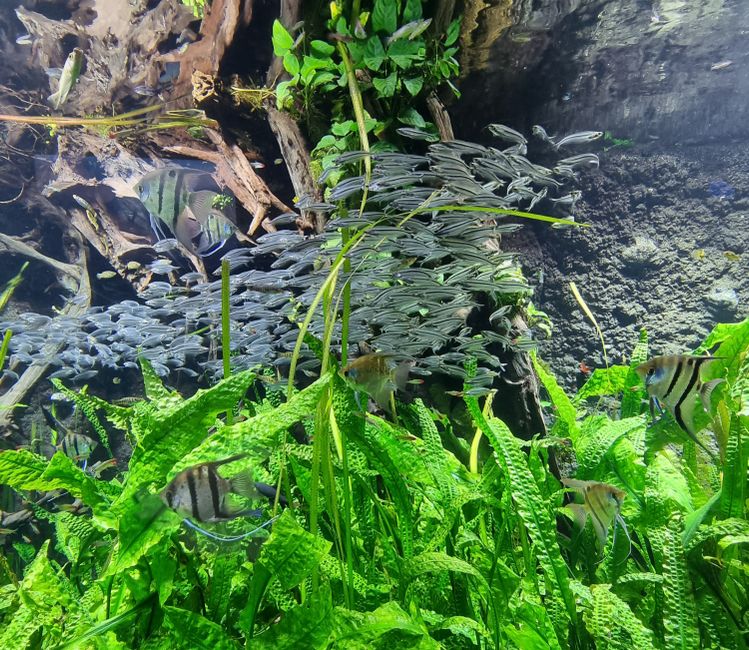 Close-up of a vibrant angelfish swimming amidst lush underwater vegetation, showcasing nature’s beauty.
