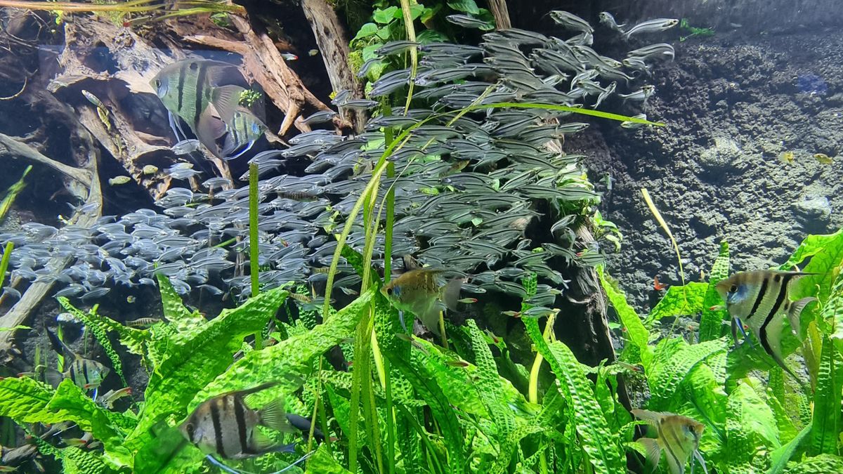 Cold-Water Aquarium Fish: 6 Species for Unheated Tanks