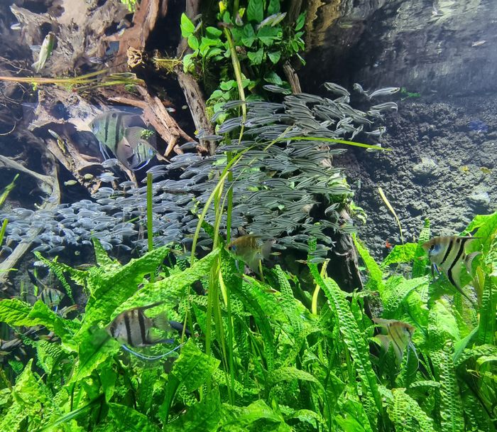 Aquatic plants filling the back of a tank