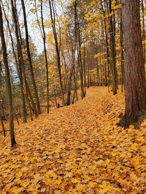 Foto stok gratis Daun-daun, daun-daun berguguran, hutan musim gugur