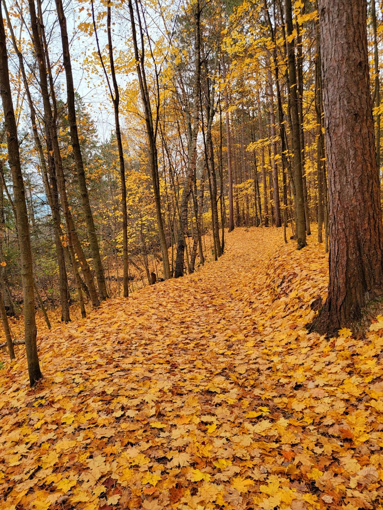 Fallen Maple Leaves On The Ground