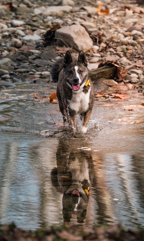 Dog Running on Shallow Water