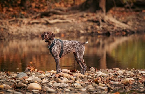 Brown and White Dog on Rocky Shore near Body of Water