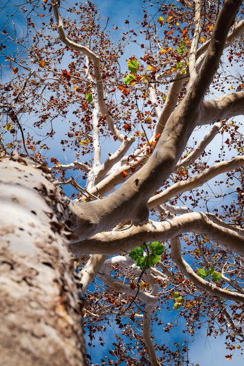 Foto profissional grátis de árvore, casca, céu azul