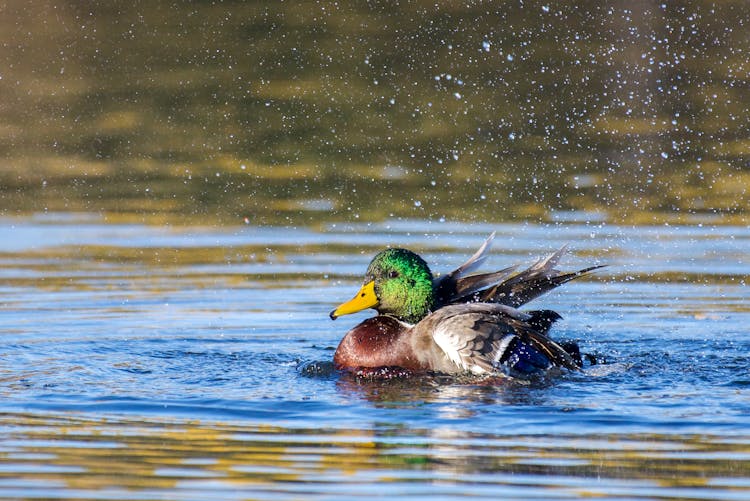 Close-Up Shot Of A Mallard Duck On Water