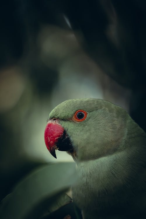 Close-up of a Rose-ringed Parakeet Parrot