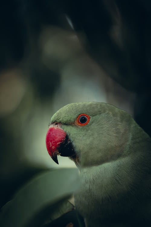 Základová fotografie zdarma na téma andulka růžová, detail, exotický