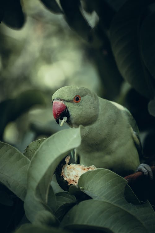 Green Bird Perched Beside Green Leaves