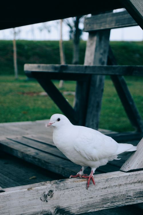 Free A serene white dove perched on a wooden structure in a picturesque outdoor park setting. Stock Photo