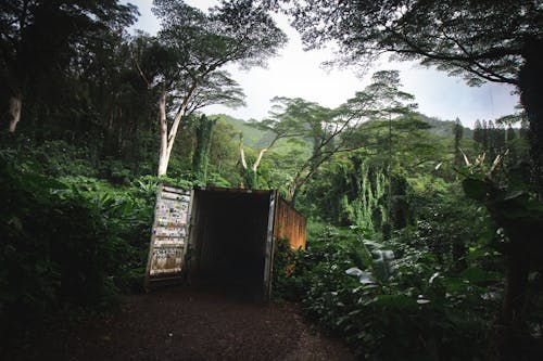 Abandoned Cargo Container in a Jungle 