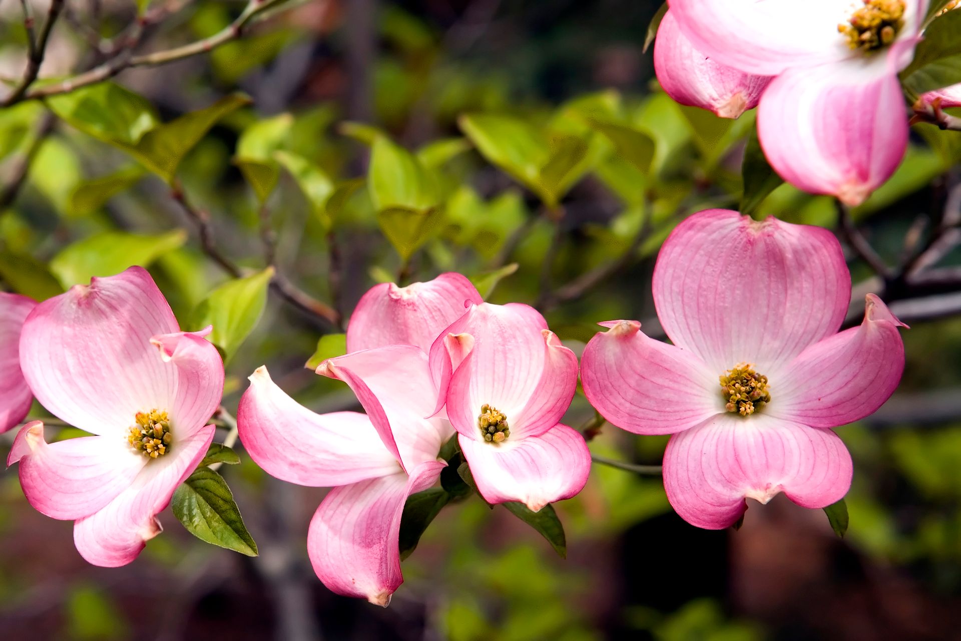 A stunning close-up of pink Cornus florida rubra flowers in full bloom during springtime.