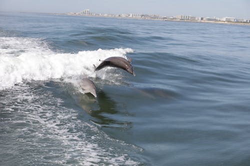 Foto profissional grátis de costa de jersey, delfim, delfins