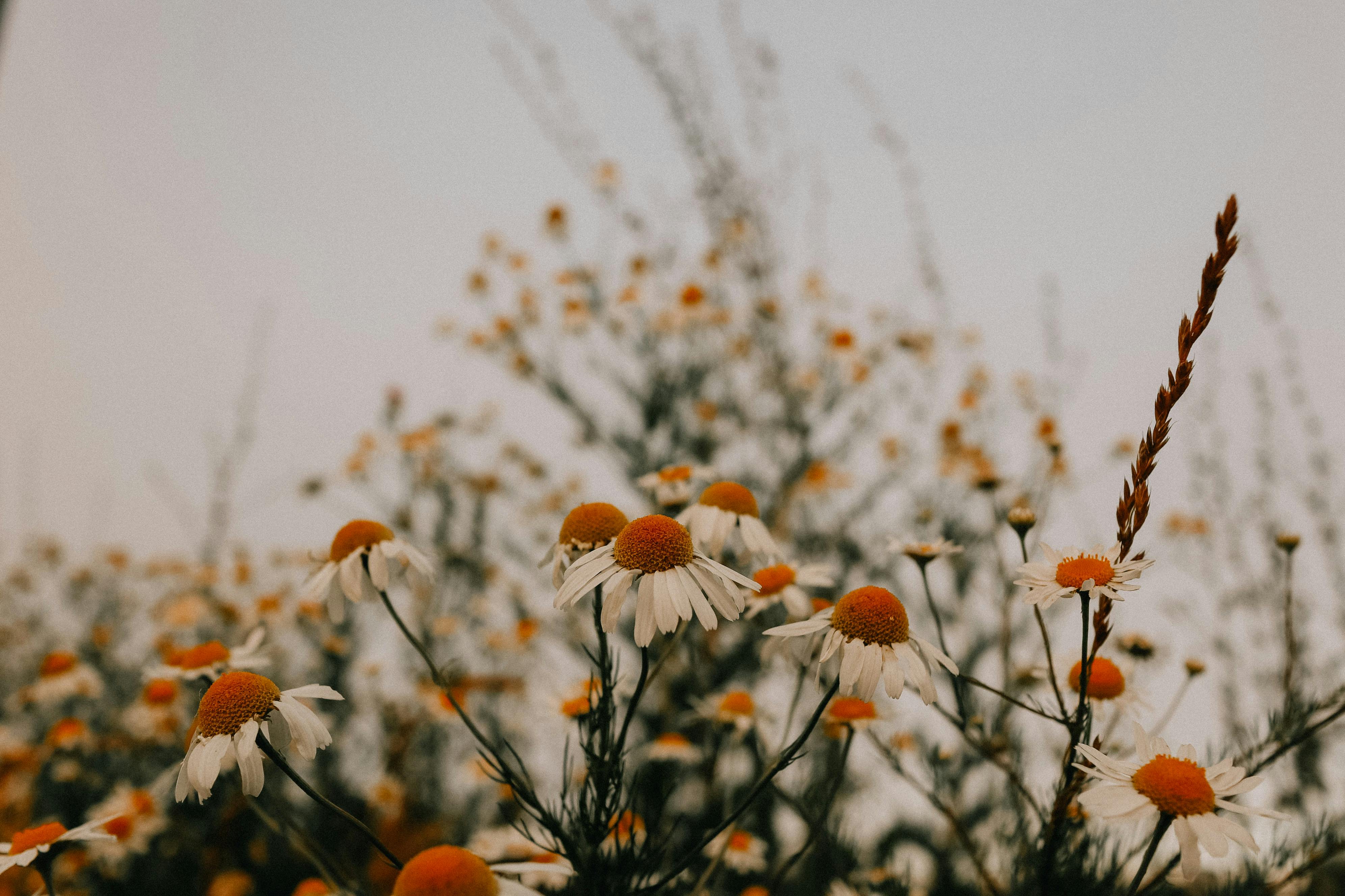 Daisies in Bloom · Free Stock Photo