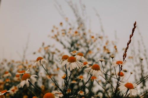 Kostenloses Stock Foto zu blühen, blühende blumen, blumen