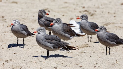 Flock of Gray Heermanns Gulls Standing on the Sand