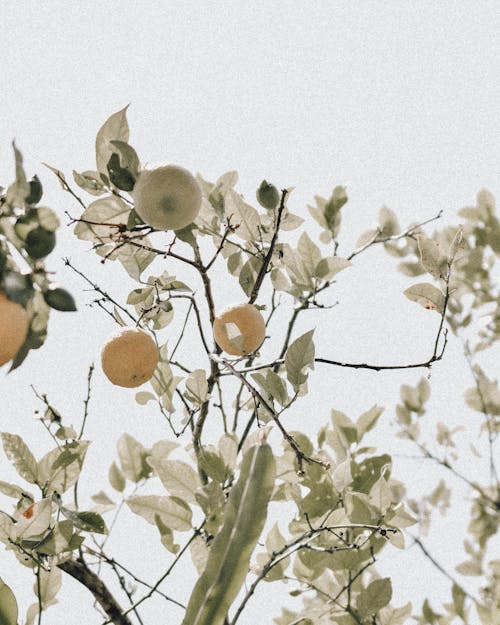 Ilmainen kuvapankkikuva tunnisteilla hedelmälaakeri puu, lehdet, matala kulma