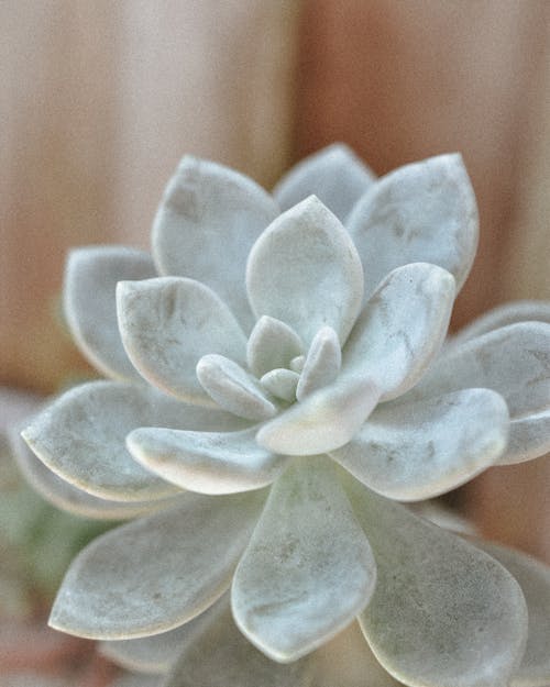 Close up of White Plant