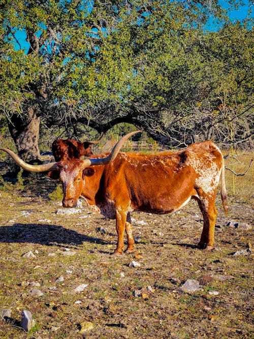 Základová fotografie zdarma na téma dlouhé rohy, fotografování zvířat, hospodářská zvířata