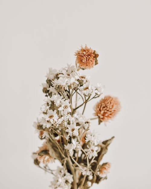 Základová fotografie zdarma na téma bílé pozadí, dekorativní, květiny