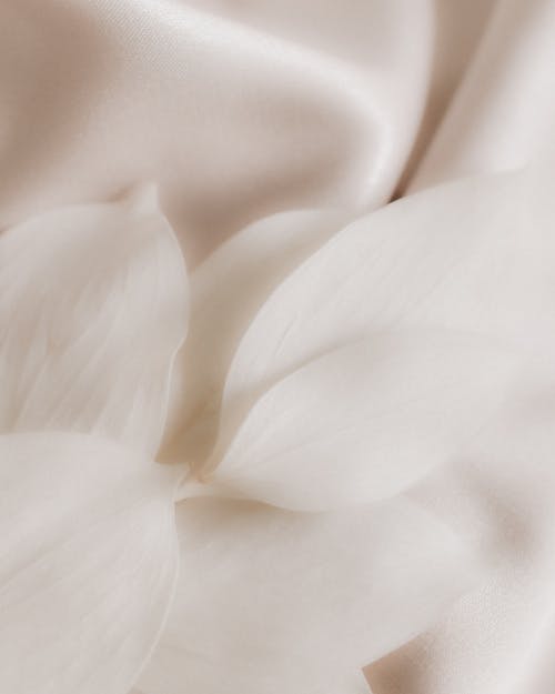 Безкоштовне стокове фото на тему «білий, білий текстиль, Ботанічний» стокове фото